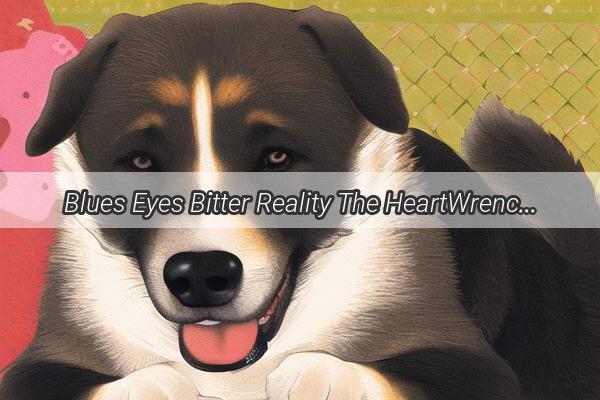 Blues Eyes Bitter Reality The HeartWrenching Tale of a Dog with a Hidden Illness